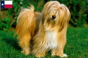 Read more about the article Tibetan Terrier Breeder and Puppies in Texas