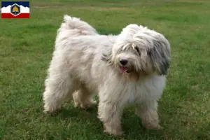 Read more about the article Tibetan Terrier breeders and puppies in Utah