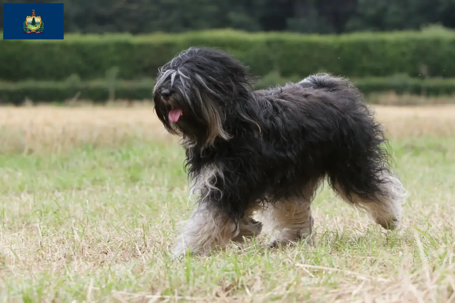 Tibetan Terrier puppies and breeders Vermont Find Tibetan Terrier breeders in Vermont.