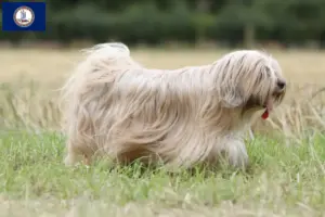 Read more about the article Tibetan Terrier breeders and puppies in Virginia