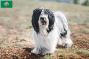 Read more about the article Tibetan Terrier breeders and puppies in Washington