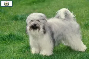 Read more about the article Tibetan Terrier Breeders and Puppies in West Virginia