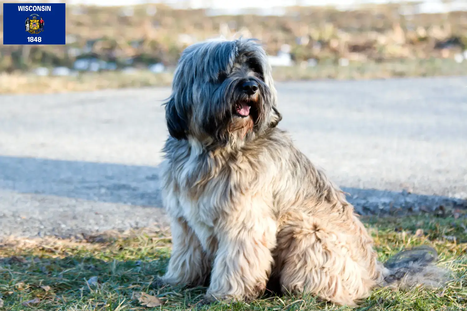 Tibetan Terrier puppies and breeders Wisconsin Find Tibetan Terrier breeders in Wisconsin.