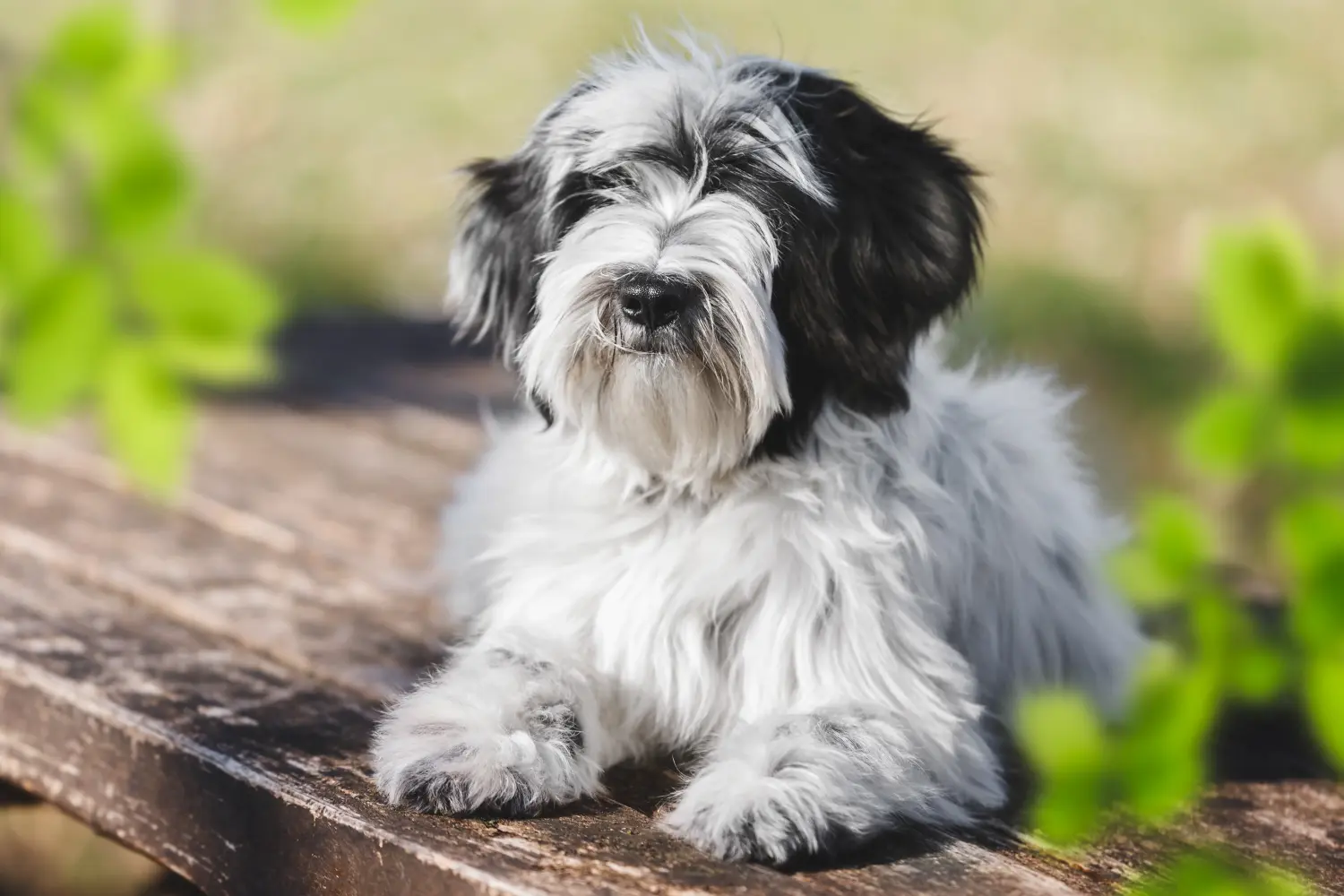 Buying a Tibetan Terrier puppy means taking responsibility! Buy Tibetan Terrier puppies.