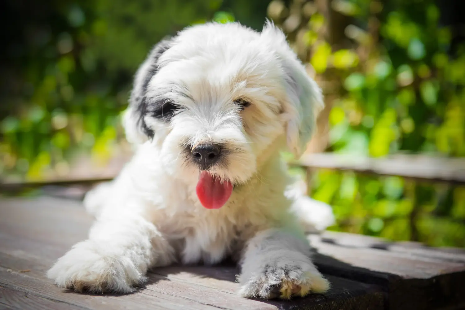 Buying a Tibetan Terrier puppy means taking responsibility! Buy Tibetan Terrier puppies.