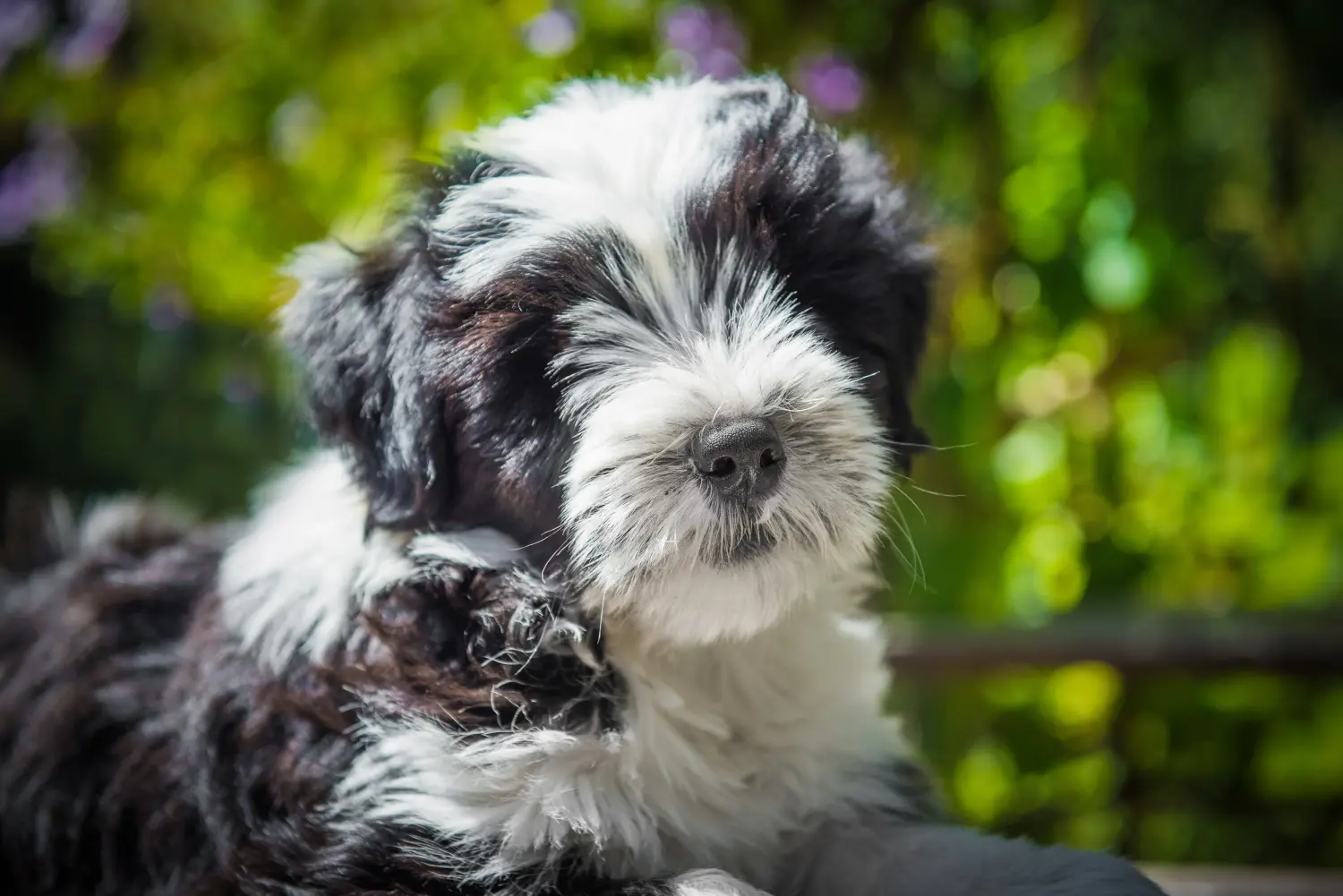 Buying a Tibetan Terrier puppy means taking responsibility! Buy Tibetan Terrier puppies.
