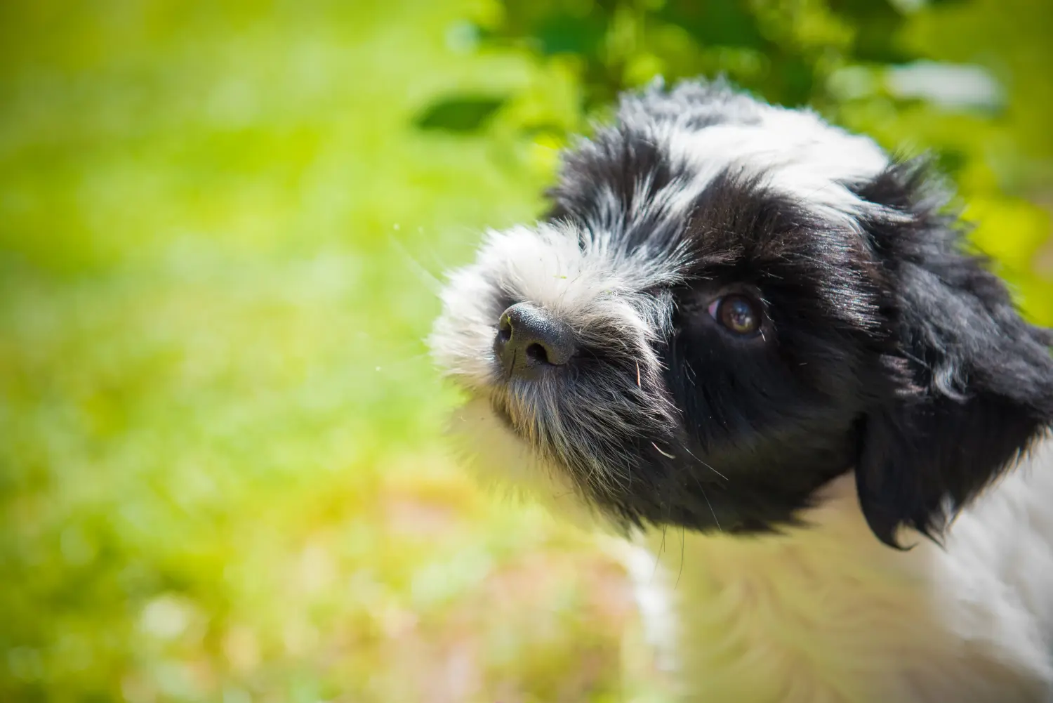 Buying a Tibetan Terrier puppy means taking responsibility! Buy Tibetan Terrier puppies.