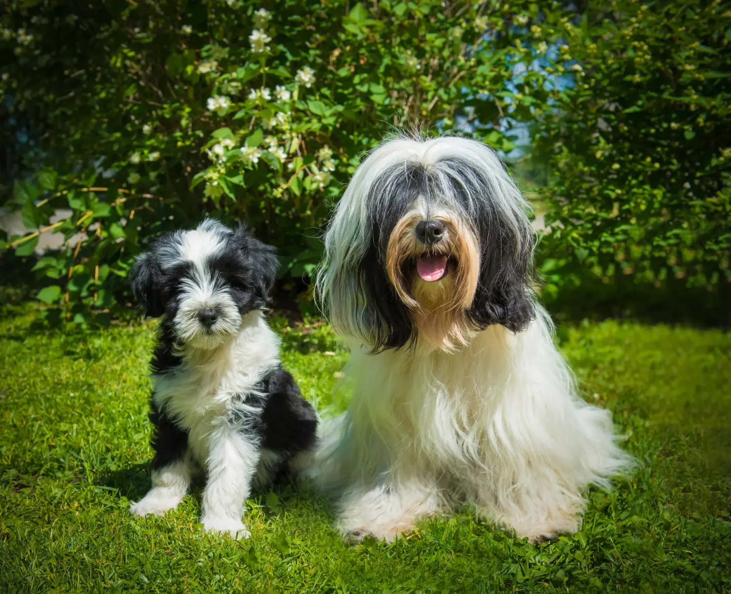 Buying a Tibetan Terrier puppy means taking responsibility! Buy Tibetan Terrier puppies.