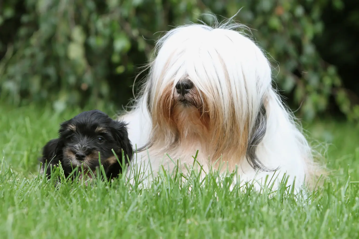 Buying a Tibetan Terrier puppy means taking responsibility! Buy Tibetan Terrier puppies.
