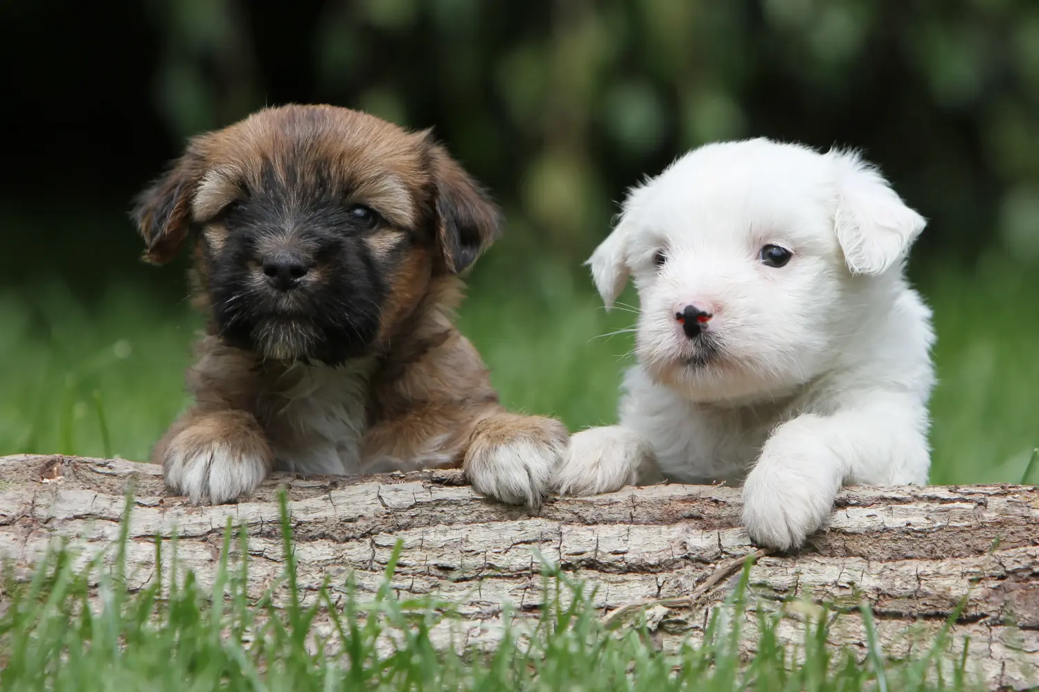 Buying a Tibetan Terrier puppy means taking responsibility! Buy Tibetan Terrier puppies.