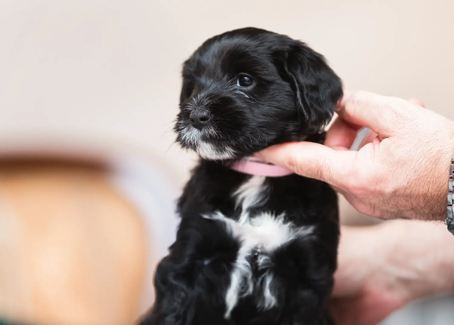 Buying a Tibetan Terrier puppy means taking responsibility! Buy Tibetan Terrier puppies.