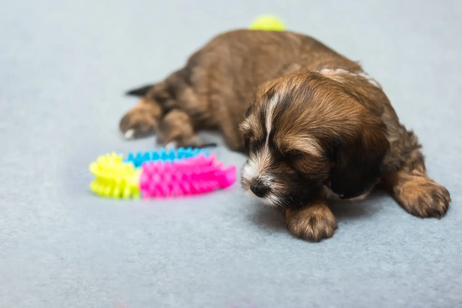 Buying a Tibetan Terrier puppy means taking responsibility! Buy Tibetan Terrier puppies.