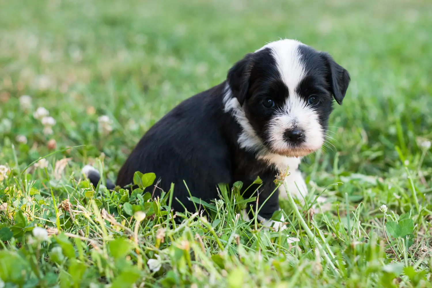 Buying a Tibetan Terrier puppy means taking responsibility! Buy Tibetan Terrier puppies.