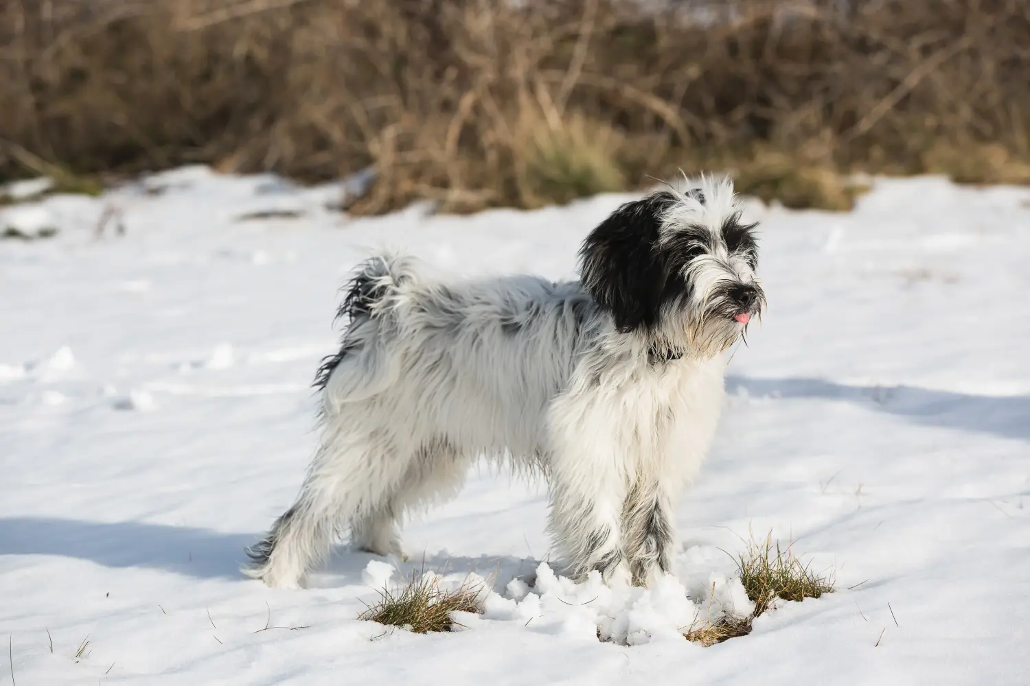 Buying a Tibetan Terrier puppy means taking responsibility! Buy Tibetan Terrier puppies.