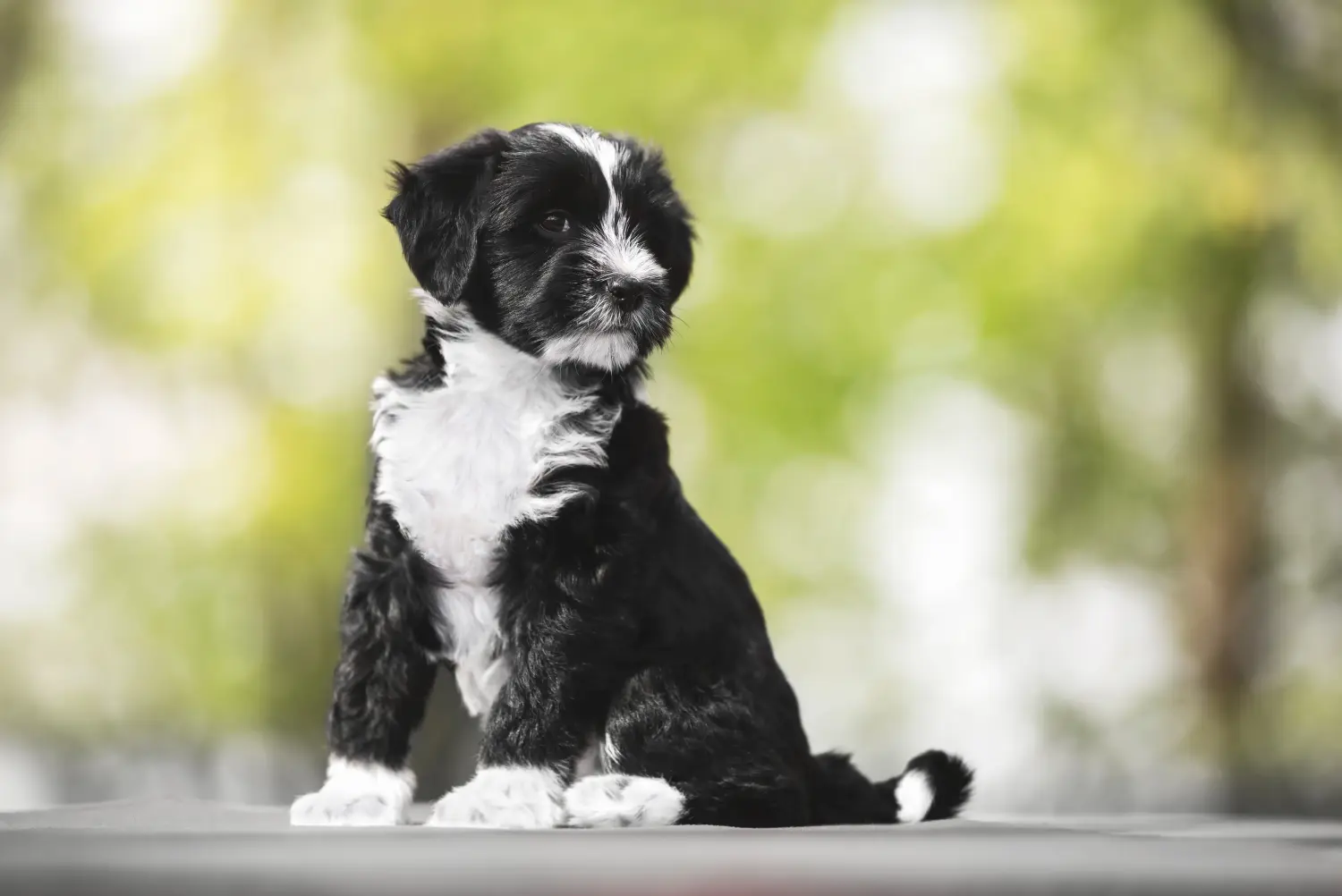 Buying a Tibetan Terrier puppy means taking responsibility! Buy Tibetan Terrier puppies.