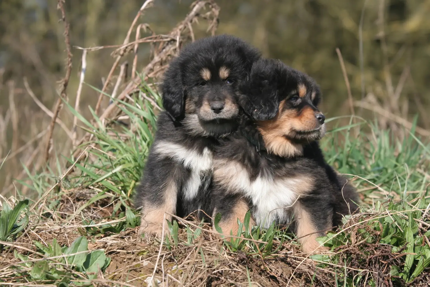Buying a Tibetan Mastiff puppy means taking responsibility! Buy Tibetan Mastiff puppies.