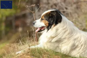 Read more about the article Tornjak breeders and puppies in Alaska