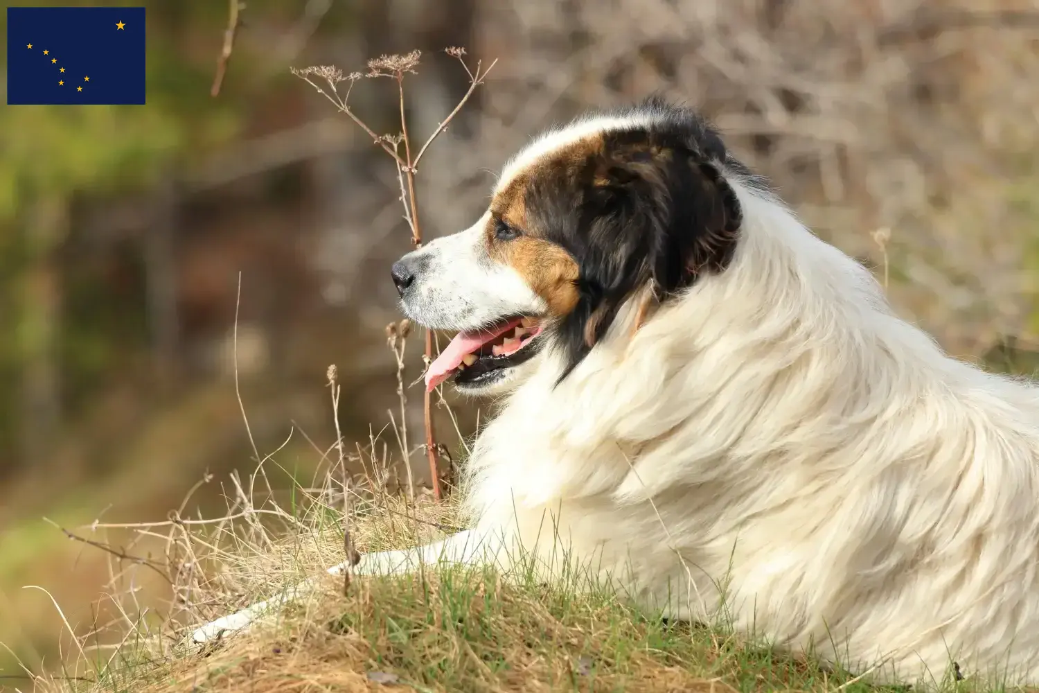 Tornjak puppies and breeders Alaska Here you can find Tornjak breeders in Alaska.