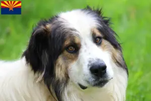 Read more about the article Tornjak breeders and puppies in Arizona