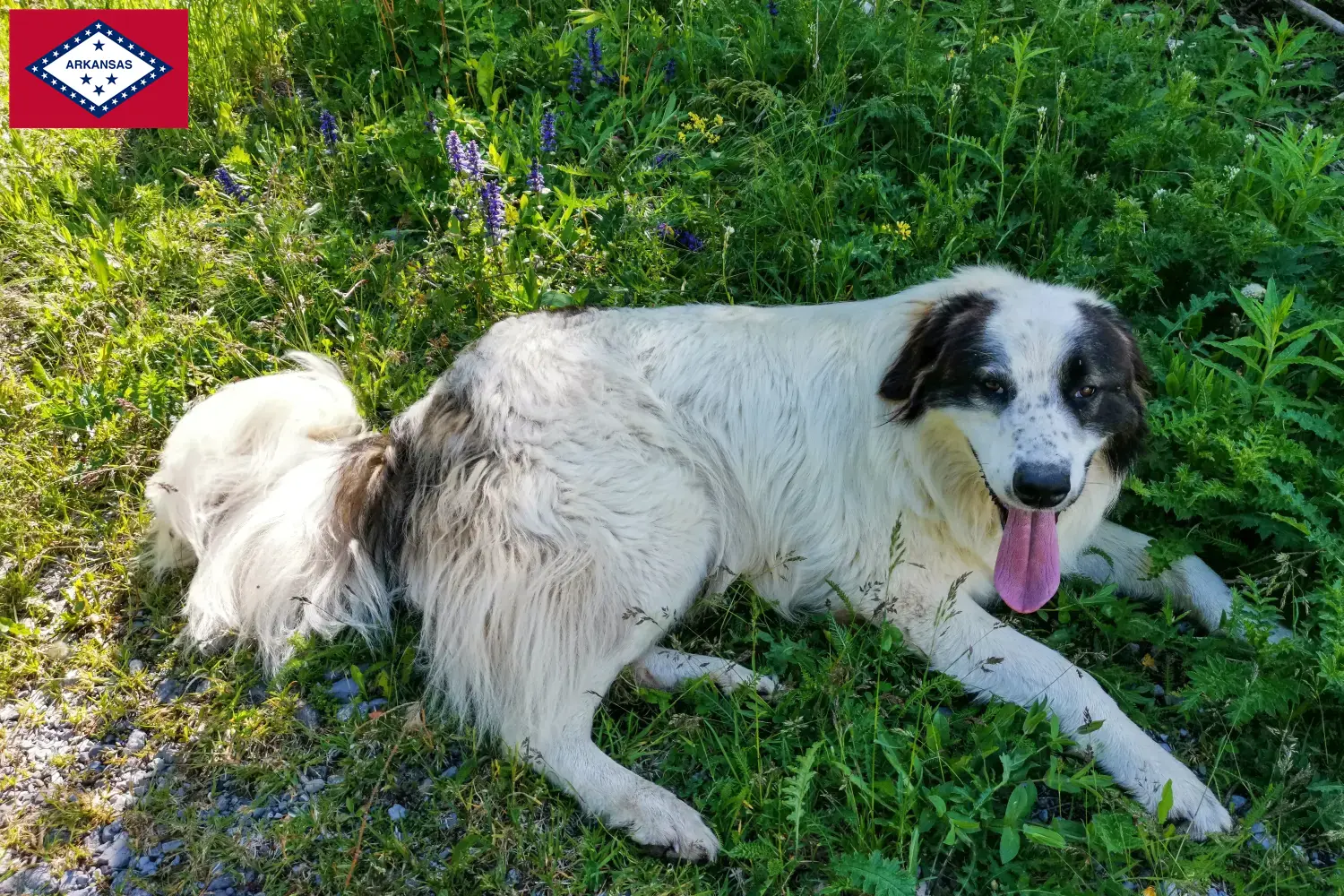 Tornjak puppies and breeders Arkansas Here you can find Tornjak breeders in Arkansas.
