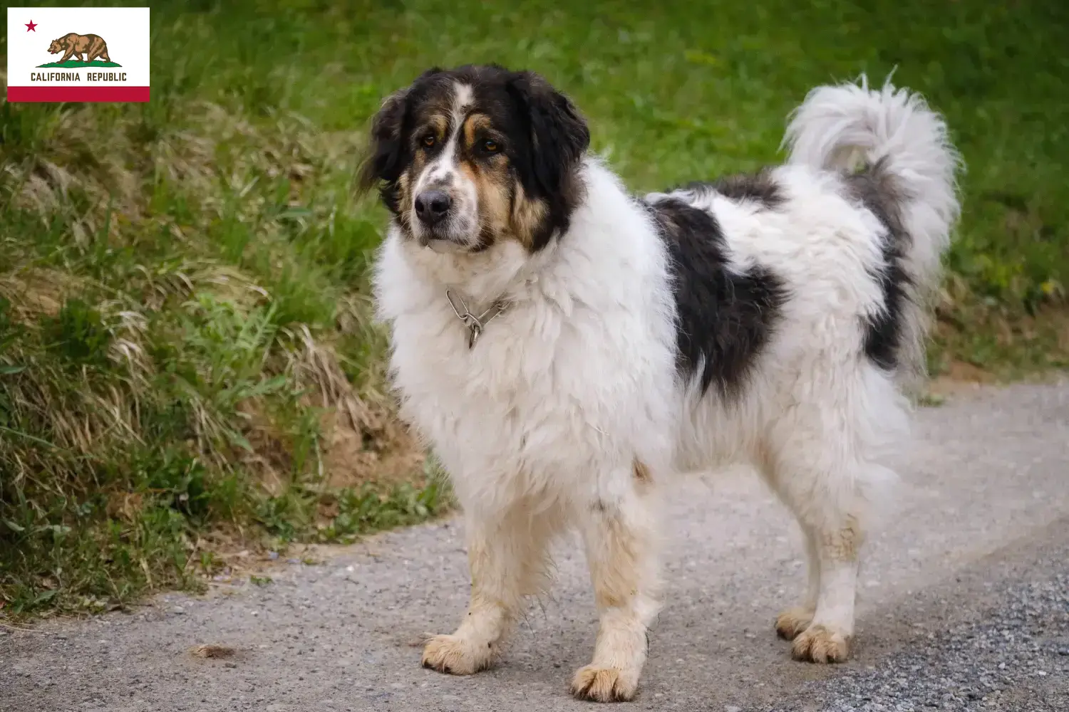 Tornjak puppies and breeder California Here you can find Tornjak breeders in California.