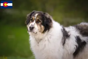 Read more about the article Tornjak breeders and puppies in Colorado