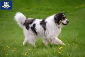 Read more about the article Tornjak breeders and puppies in Connecticut