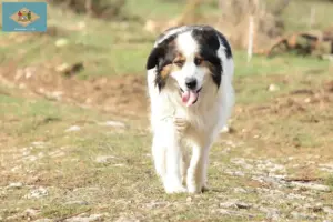 Read more about the article Tornjak breeders and puppies in Delaware