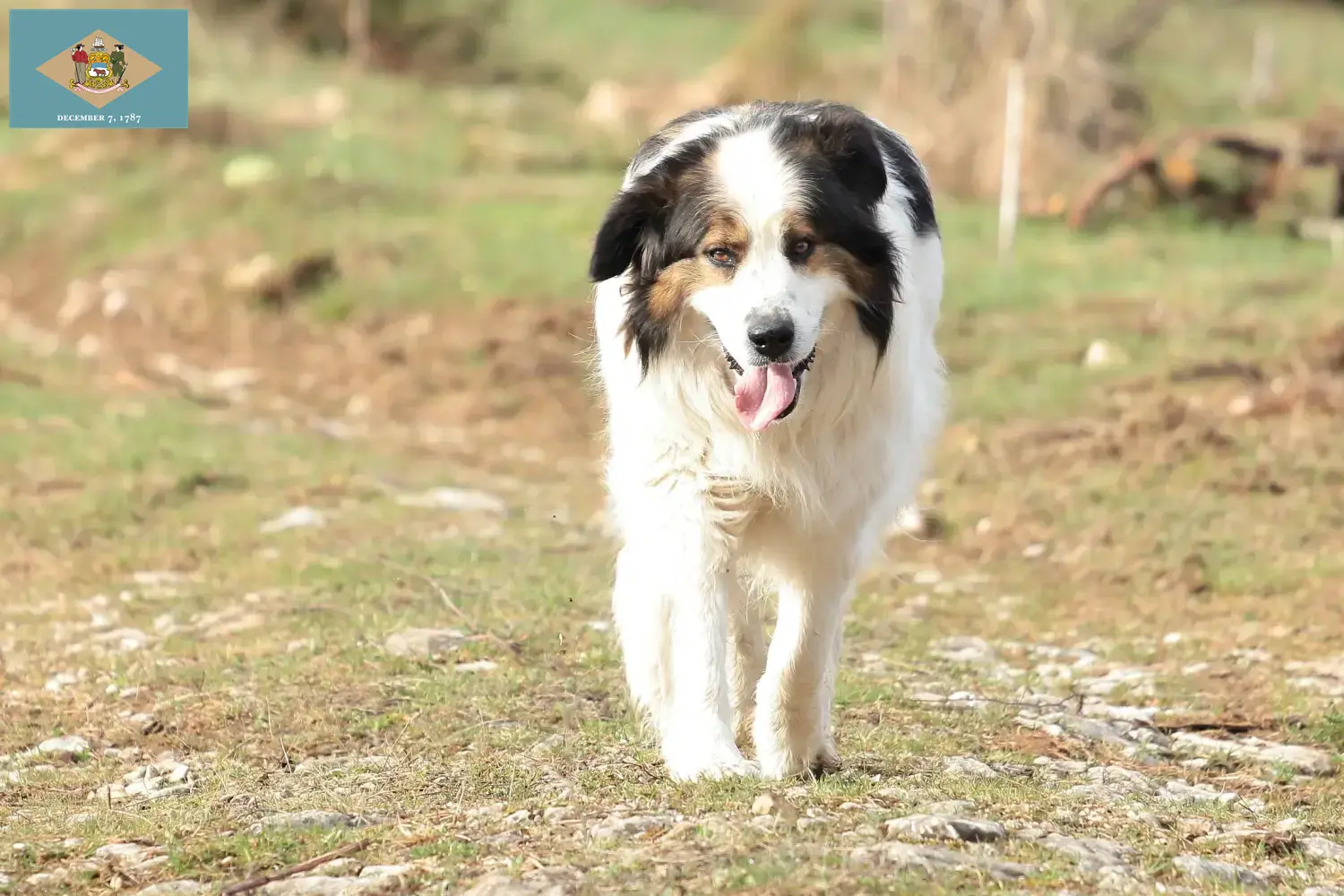 Tornjak puppies and breeder Delaware Here you can find Tornjak breeders in Delaware.