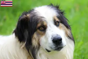 Read more about the article Tornjak breeders and puppies in Hawaii