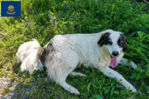Read more about the article Tornjak breeders and puppies in Idaho