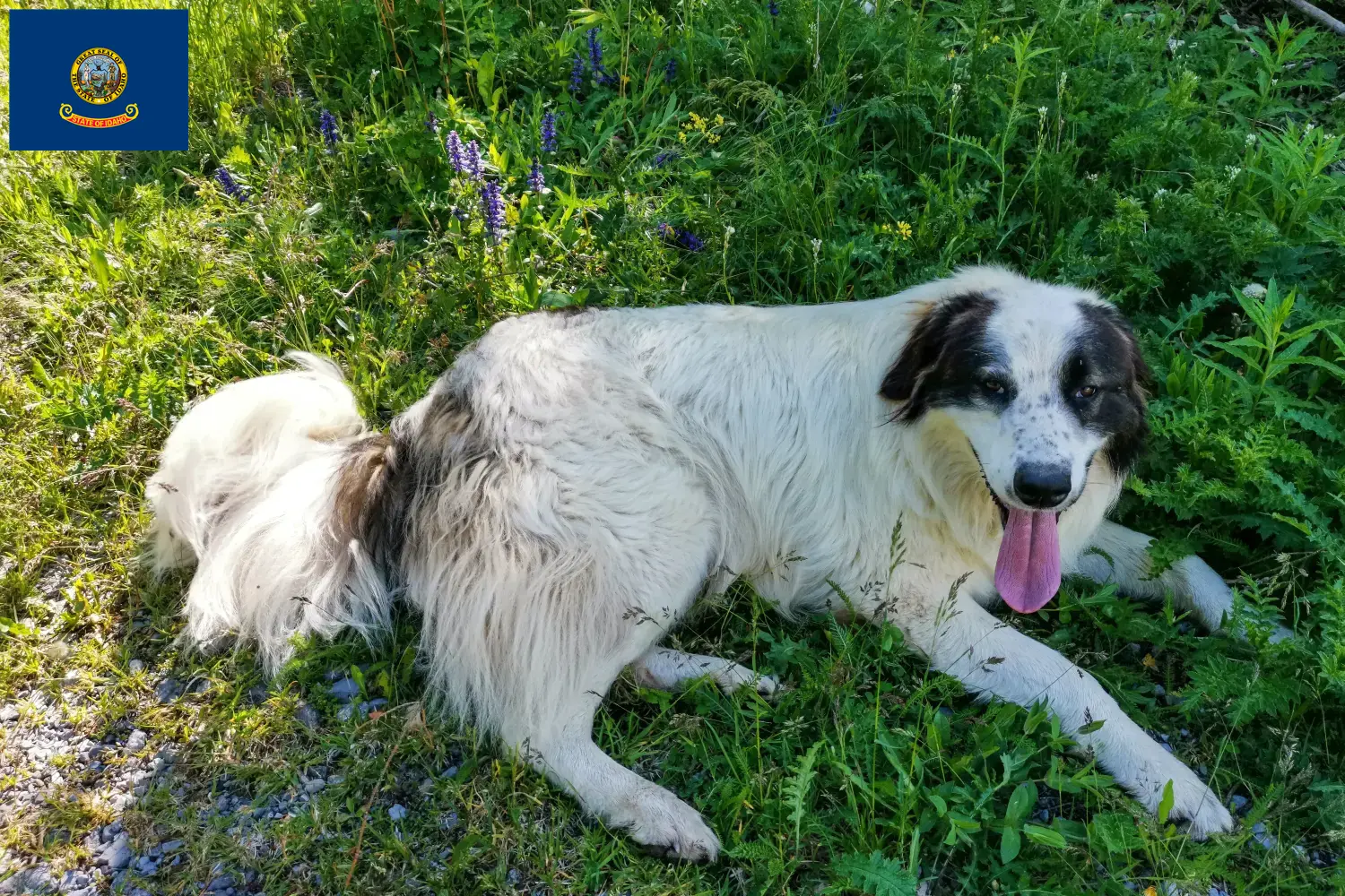 Tornjak puppies and breeders Idaho Here you can find Tornjak breeders in Idaho.