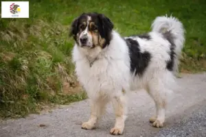 Read more about the article Tornjak breeders and puppies in Illinois