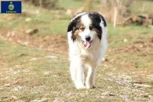 Read more about the article Tornjak breeders and puppies in Kansas