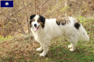 Read more about the article Tornjak breeders and puppies in Kentucky