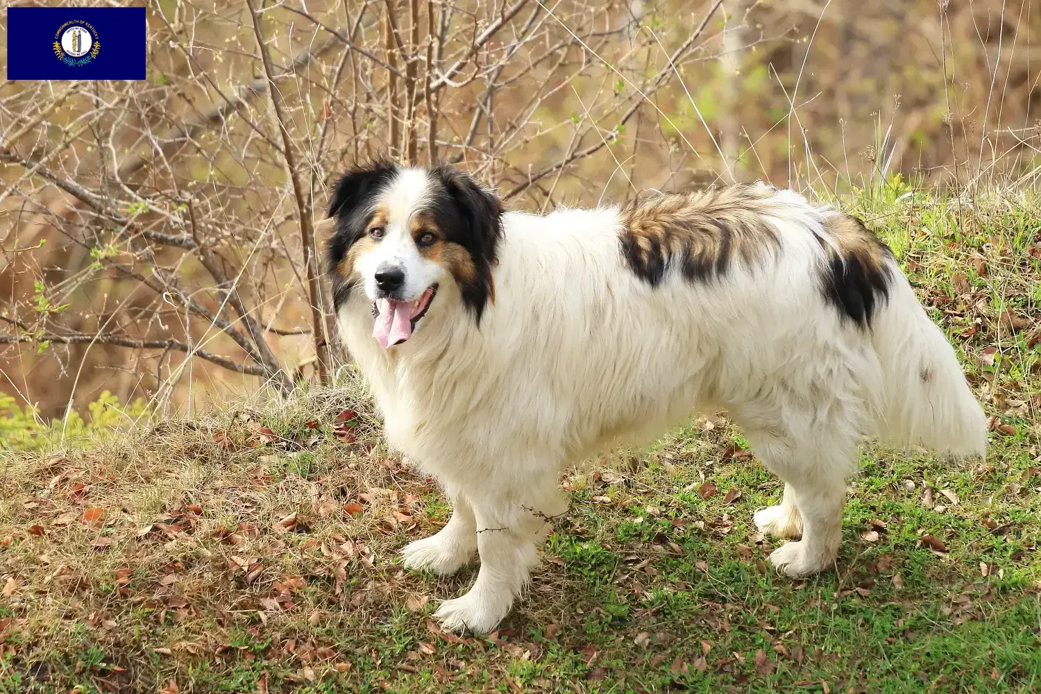 Tornjak puppies and breeders Kentucky Here you can find Tornjak breeders in Kentucky.