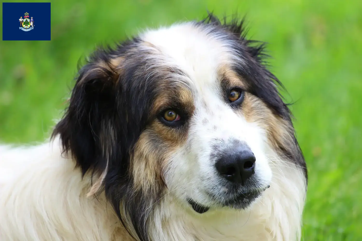Tornjak puppies and breeders Maine Here you can find Tornjak breeders in Maine.
