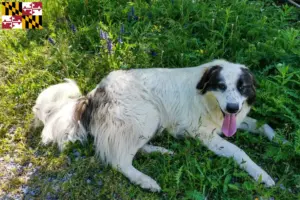 Read more about the article Tornjak breeders and puppies in Maryland