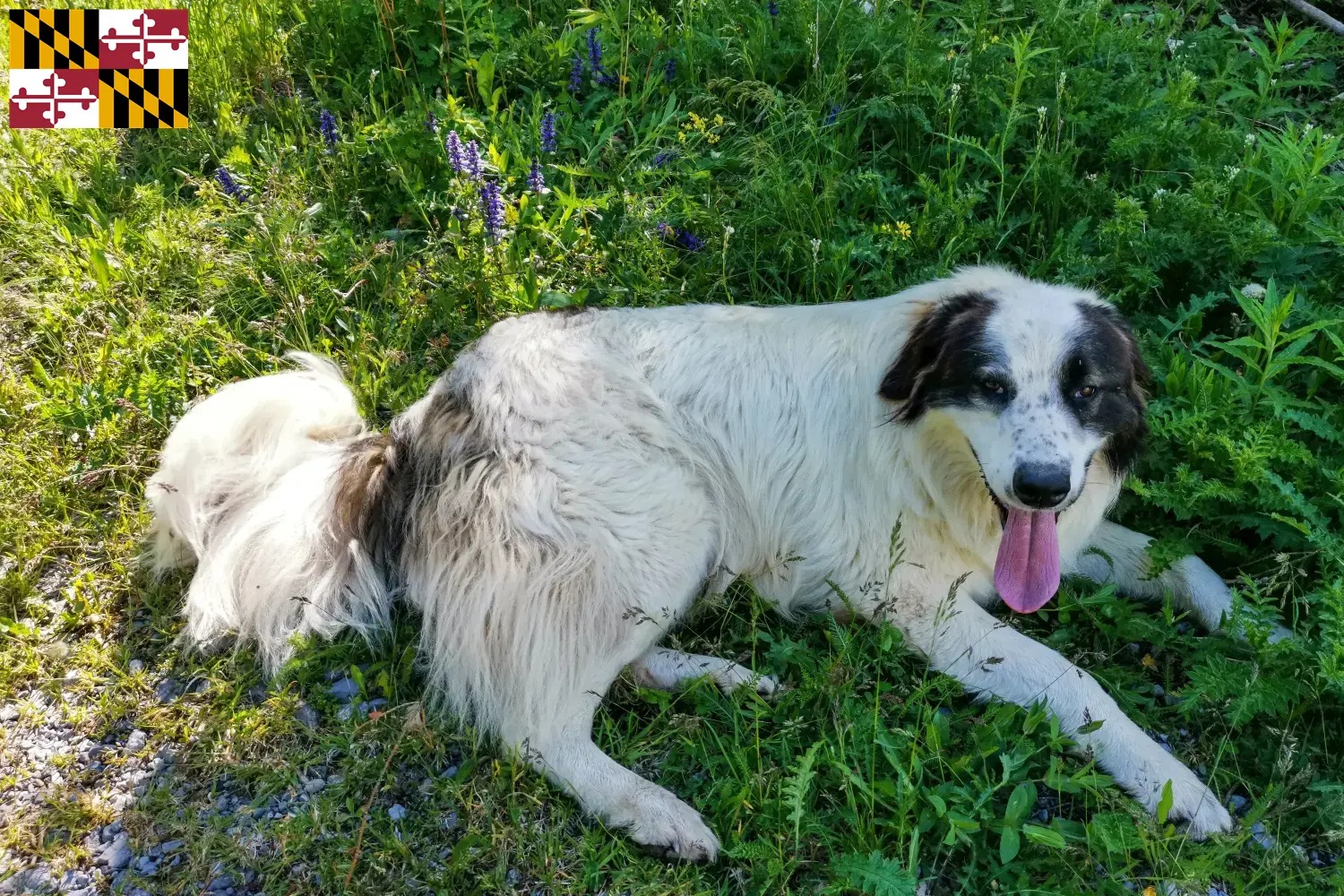 Tornjak puppies and breeder Maryland Here you can find Tornjak breeders in Maryland.