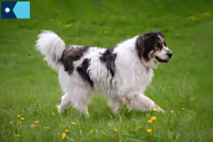 Read more about the article Tornjak breeders and puppies in Minnesota