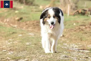 Read more about the article Tornjak breeders and puppies in Mississippi
