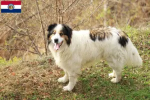 Read more about the article Tornjak breeders and puppies in Missouri
