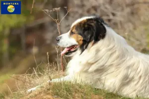 Read more about the article Tornjak breeders and puppies in Montana