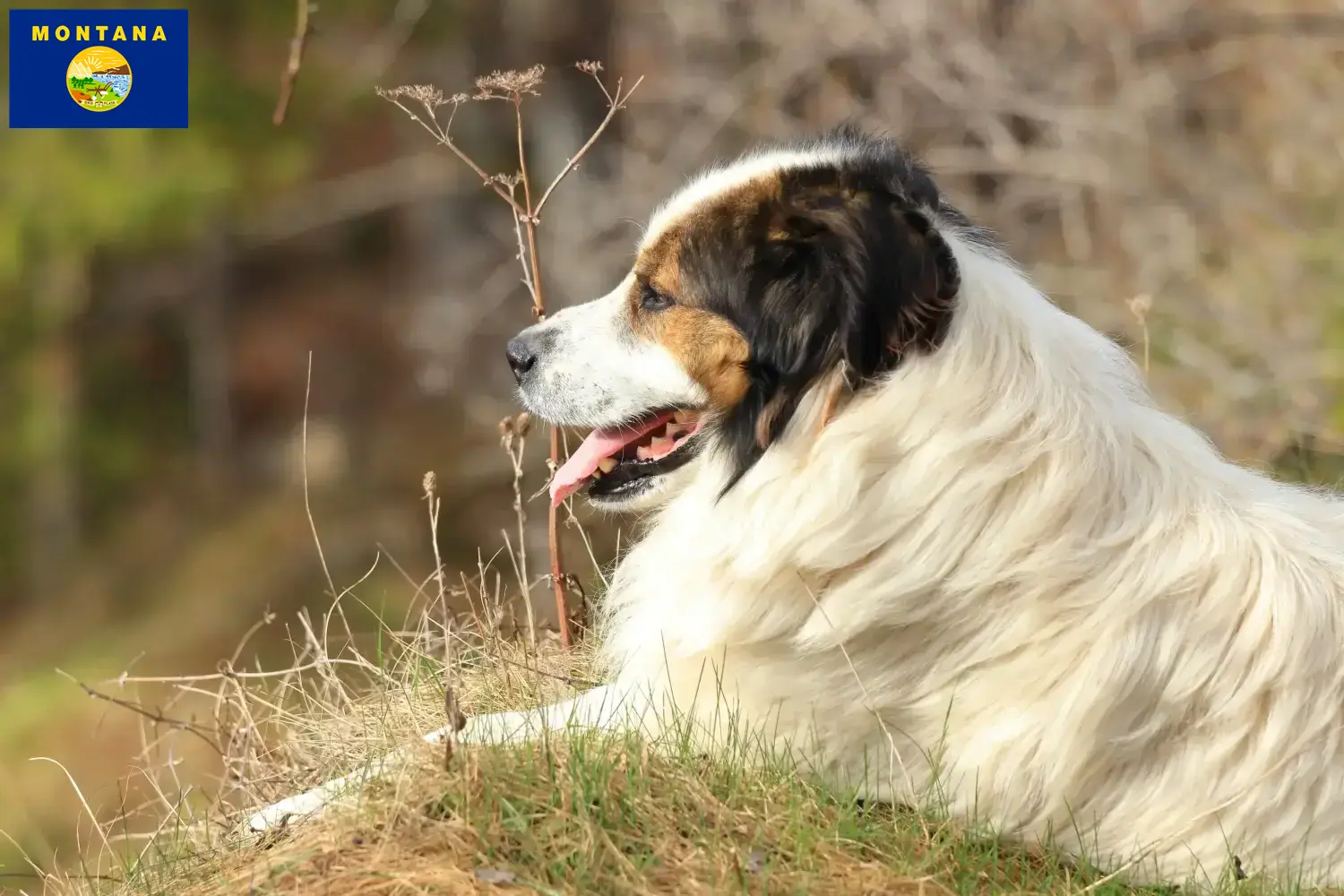 Tornjak puppies and breeder Montana Here you can find Tornjak breeders in Montana.