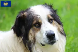 Read more about the article Tornjak breeders and puppies in Nebraska