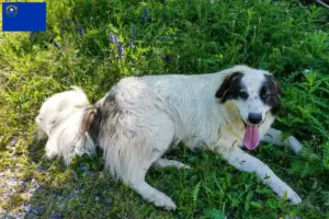 Read more about the article Tornjak breeders and puppies in Nevada