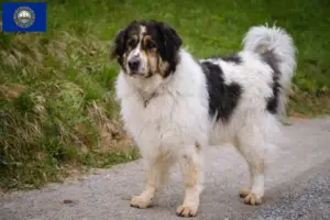 Read more about the article Tornjak breeders and puppies in New Hampshire
