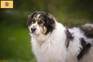 Read more about the article Tornjak breeders and puppies in New Jersey