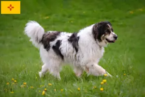 Read more about the article Tornjak breeders and puppies in New Mexico