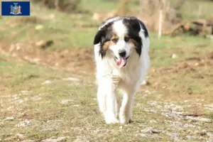 Read more about the article Tornjak breeders and puppies in New York